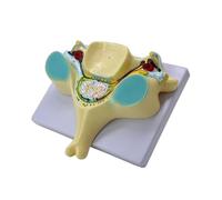 Modello colonna vertebrale della quinta vertebra cervicale ingrandita Sussidio didattico della quinta colonna vertebrale cervicale con midollo spinale per lo studio della transezione del midollo