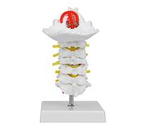 Modello Colonna Vertebrale Umana 1: 1 Modello Vertebre Cervicali Cervicale con Modello di Arteria Carotidea Modello Anatomico di Nervi Spinali per Laboratorio di Scienzec