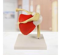 Modello compatto dell'articolazione della spalla umana con base per