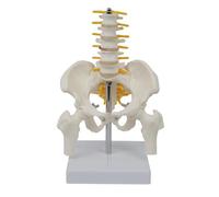 Modello Con Cinque Vertebre Lombari, Colonna Vertebrale E Bacino, Scheletro Anatomico Per Lo Studio E L'insegnamento, Modello Di Scheletro Umano In PVC, Anatomia Del Bacino Umano, 17 X 13 X 9 Cm