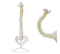 Modello con supporto Modello scheletro umano con colonna vertebrale | Modello flessibile della colonna vertebrale umana, modello anatomico con vertebre, for l'educazione scientifica