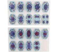 Modello Confronto Biologico Meiosi Della Mitosi Delle Cellule Animali 3D | Tassonomia Struttura Cellulare Magnetica, Modello Visualizzazione Divisione Cellulare, Stadi Cromosomici Dettagliati 19Pezz