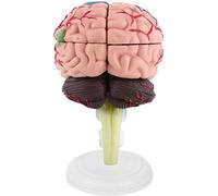 Modello Corpo Anatomico, Modello Scheletro, Modello Assemblaggio, Modello Cervello Umano, Strumento Insegnamento Medico, Modello Medico, Istruzione Scientifica Organi
