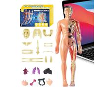 Modello Corpo Umano 3D | Modello Anatomico Torso Umano | Kit Anatomico Educativo Montaggio per Studenti Insegnanti Scuola Casa Aula Didattica Scientifica