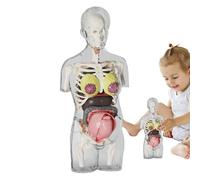 Modello Corpo Umano Bambini - Modello Corpo Donna Incinta,Kit Anatomico Realistico Con Componenti Rimovibili, Figura Snodabile, Strumento Educativo Per Studenti E Apprendimento