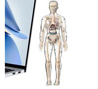 Modello Corpo Umano,Modello Scientifico Anatomia | Bambola Scheletro Interattiva Giocattolo Realistico per Apprendimento Prescolare e Studio Domestico