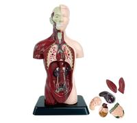 Modello corpo umano Torso, modello anatomico del corpo umano, bambola in PVC, 6 pezzi, torso medico, per studenti, apprendimento scientifico, lezioni scolastiche e analisi