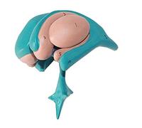 Modello corporeo Modello anatomico Corpo Umano Modello del Nucleo basale Modello anatomico Umano dei gangli della Base L