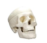 Modello Cranio Umano