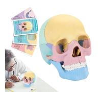 Modello cranio umano - Anatomia cranio 14,5 x 11 cm, strumento di apprendimento | Modelli di cervello staccabili con tessuto umido, modello di cervello medico colorato per l'educazione, studio d'arte