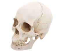 Modello Cranio Umano Anatomico 1: 1 in Resina, Staccabile | Riferimento Realistico per Laboratori di Anatomia e Ricerca, Decorazione Artistica, per Musei e Professionisti