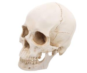 Modello Cranio Umano Anatomico 1: 1 in Resina, Staccabile | Riferimento Realistico per Laboratori di Anatomia e Ricerca, Decorazione Artistica, per Musei e Professionisti