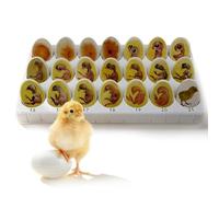 Modello crescita dell'embrione di pulcino - Esplora il ciclo vitale e il processo sviluppo della schiusa dei polli con questo set didattico biologico | Risorse apprendimento