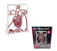 Modello Cuore e Circolazione Sanguigna per Dimostrazione | Kit Esperimenti con Simulazione Dinamica del Flusso Sanguigno per Clinica Cardiologica e Divulgazione Scientifica
