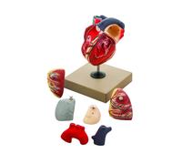 Modello Cuore Ingrandito Scomponibile in 7 Parti - Modello Didattico Anatomico