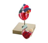 Modello Cuore Scomponibile in 2 Parti - Modello Didattico Anatomico
