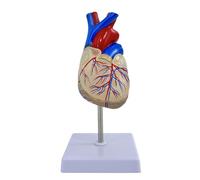 Modello cuore trasparente 1:1, anatomia cardiaca visibile