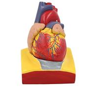 Modello Cuore Umano Staccabile Modello Anatomico Umano Anatomico Strumento Insegnamento Per L'insegnamento Delle Aule Scienze Anatomia Per Lab Medicals Hospital