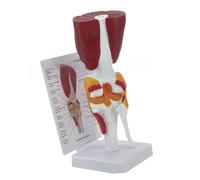 Modello D'articolazione Del Ginocchio Umano Per L'insegnamento Modello Anatomia Del Ginocchio Umano Pratico Con Forniture Scolastiche Legamentali Con Le Forniture Scolastiche Anatomia Dei