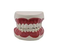 Modello Dei Denti Del Filo Interdentale Modello Insegnamento Standard Denta Denti Standard Typodont Per La Visualizzazione Della Simulazione Dimostrazione Della Pratica Insegnamento