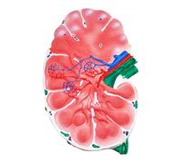 Modello dei linfonodi, struttura anatomica bifacciale, modelli dettagliati di scienza di anatomia umana per la scuola, educazione medica
