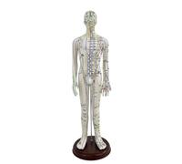 Modello Dei Punti di Agopun da 52 Cm, style to 1, 52 Cm | Superficie Morbida Perforabile, Modello di Corpo Umano con Meridiani, Chiaro, per Cliniche, Agopuntori