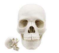 Modello del -Anatomia di dimensioni della vita in 15 parti | Skulls staccabili realistici si dirigono verso l'insegnamento medico, lo studio di anatomia, il corso del corpo umano, i cappuc