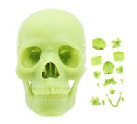 Modello del -Anatomia di dimensioni della vita in 15 parti | Skulls staccabili realistici si dirigono verso l'insegnamento medico, lo studio di anatomia, il corso del corpo umano, i cappuc
