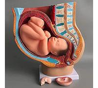 Modello del Bacino di Gravidanza Umana, Medico Anatomico.Dock Femminile Umano con Gravidanza.Modello di Feto di Bambino di 9 Mesi con Organi Rimovibili