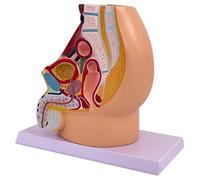 Modello del bacino maschile, anatomia del sistema urinario e riproduttivo umano, design realistico per l'educazione scientifica, piastra di base inclusa, strumento educativo per studenti