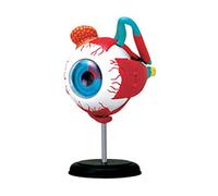 Modello del bulbo oculare Modello anatomico ' occhio Strumento per l ' apprendimento e l ' insegnamento medico Risorse didattiche per la scienza medica Anatomia del bulbo oculare della palpebra