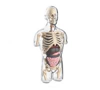 Modello Del Busto Umano Scheletro Visibile Modello Anatomico Trasparente