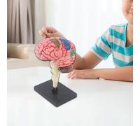 Modello del cervello Modello anatomico per l'apprendimento della biologia