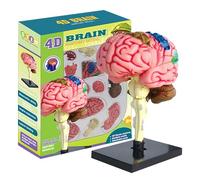 Modello del cervello - Modello di anatomia del cervello 3D codificato a colori, educazione alla psicologia del cervello | dy Human Brain Learning Tool per bambini fai da te Science Project, modello di