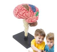 Modello del cervello per la psicologia - Modello di cervello per il, insegnamento del cervello Modello di insegnamento Medaglia | Cervello arteria codificato a colori fai da te, identificare fonc