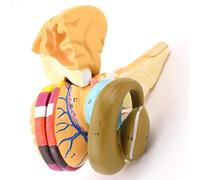 Modello del cervello per lo studio anatomico - Capsula interna e gangli | Modello anatomico del cervello per uso educativo; capsula interna dettagliata e gangli basali per studi neuroscientifici