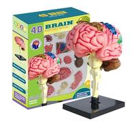 Modello del cervello umano a grandezza naturale - Cervello anatomico con parti codificate a colori | Modello di anatomia cerebrale per insegnamento scientifico, di anatomia medica, cervello
