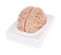 Modello Del Cervello Umano Anatomico Smontato Strumento Didattico Medico