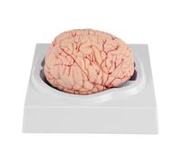 Modello del cervello umano, con base per lo studio e l'insegnamento delle scienze in