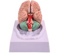 Modello del cervello umano con sezioni rimovibili, costruzione dettagliata in PVC, strumento educativo di neuroscienza per studenti di medicina
