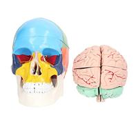 Modello del cervello umano, modello anatomico per lo studio delle neuroscienze, stampo del cranio in PVC per l'educazione scientifica e l'esposizione domestica