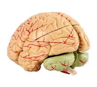 Modello del cervello umano Modello del cervello educativo Modello del cervello neurologico Modello di anatomia del cervello Modello del cervello per lo studio