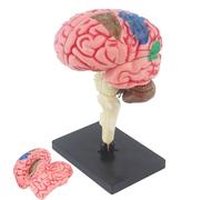 Modello del cervello umano | Modello di insegnamento Brain Anatomical Model con base display, codificato a colori per identificare le funzioni cerebrali e l'insegnamento del modello di studio