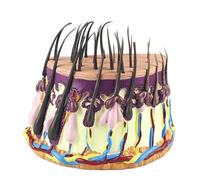 Modello del ciclo di crescita dei capelli in 3 fasi - Follicolo pilifero ingrandito e anatomia del cuoio capelluto for la formazione in tricologia - Strumento di dimostrazione medica con sezione trasv