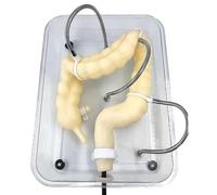 Modello del colon per la formazione medica, modello di formazione della colonscopia virtuale per la comprensione della struttura interna e della patologia del colon per l'educazione infermieristica