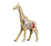 Modello del corpo animale come strumento didattico per l'istruzione
