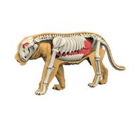 Modello del corpo animale come strumento didattico per l'istruzione