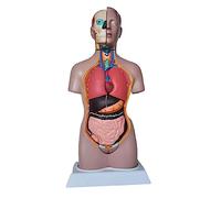 Modello del Corpo del Torso Umano - Modello del Tronco del Torso da 42 Cm - Modello Anatomico Medico di Mezzo Busto con Organi Interni - per Lo Studio Didattico