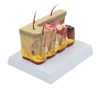 Modello del corpo Modello dello scheletro Modello anatomico di ustione della pelle Malattia patologica della pelle Anatomia for studio Esposizione didattica Modello medico Strumento