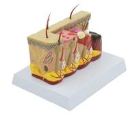 Modello del corpo Modello dello scheletro Ustione della pelle Modello anatomico Malattia patologica della pelle Anatomia for studio Esposizione didattica Modello medico for biologia